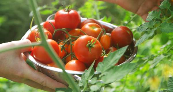 ca-chua-tri-quang-tham