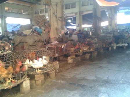 Rùng rợn “công nghệ” nhuộm gà bằng hóa chất độc hại