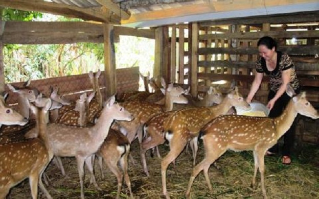 Thay đổi tư duy chăn nuôi, tạo tiền đề thành điểm sáng kinh tế