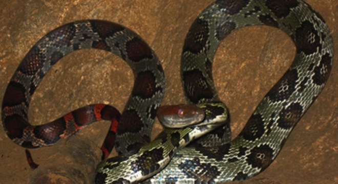 Bí ẩn cặp rắn khổng lồ bò vào chùa nghe tụng kinh, gõ mõ Bí ẩn cặp rắn khổng lồ bò vào chùa nghe tụng kinh, gõ mõ