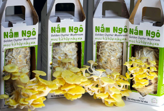 Chị em khoái trồng nấm sạch tại gia