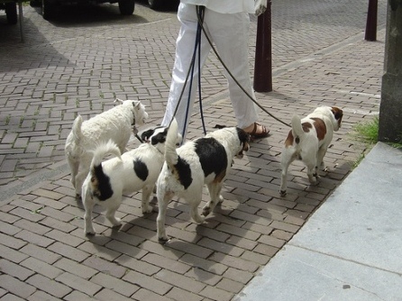 Kiếm bộn tiền nhờ… dắt chó đi dạo