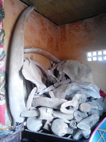 “Bảo bối” của một làng biển Việt Nam và tục thờ hai bộ xương cá