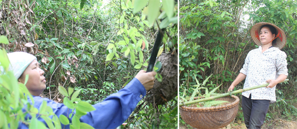  Mùa săn trứng kiến