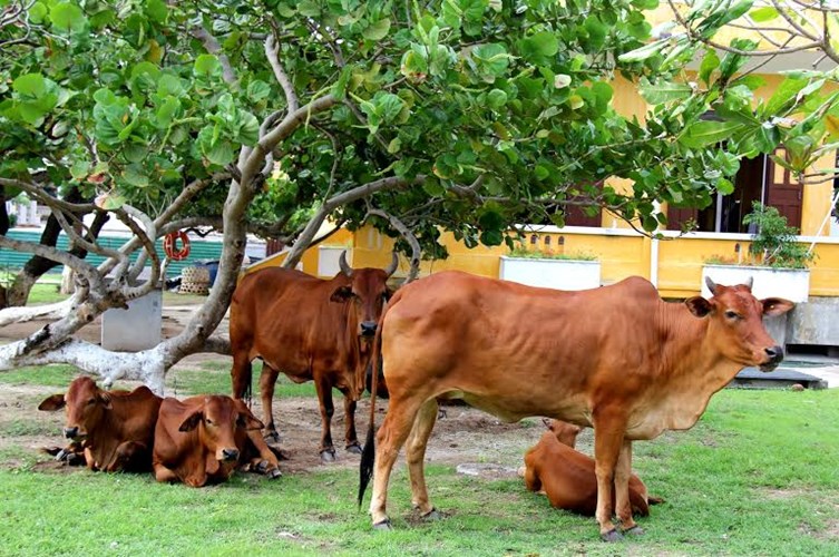 Chùm ảnh: Sức sống mãnh liệt trên đảo Song Tử Tây Chùm ảnh: Sức sống mãnh liệt trên đảo Song Tử Tây