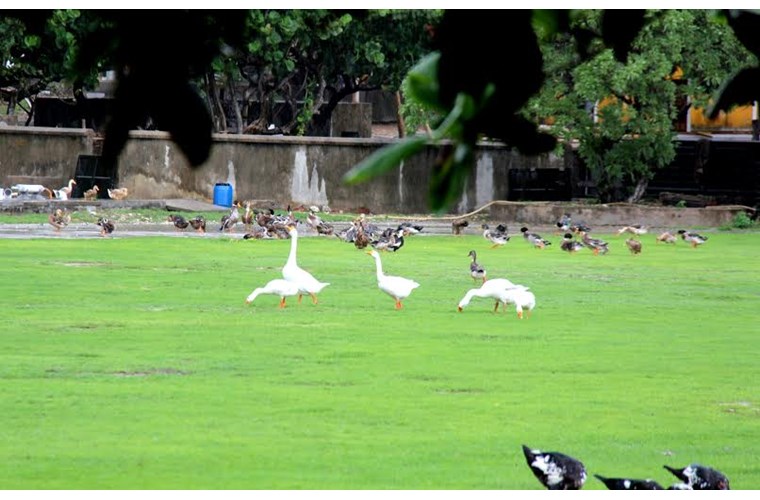 Chùm ảnh: Sức sống mãnh liệt trên đảo Song Tử Tây Chùm ảnh: Sức sống mãnh liệt trên đảo Song Tử Tây