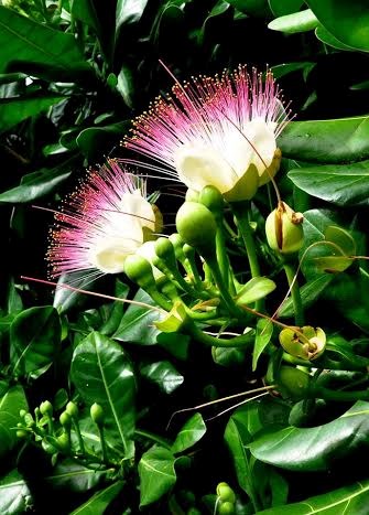 Chùm ảnh: Sức sống mãnh liệt trên đảo Song Tử Tây Chùm ảnh: Sức sống mãnh liệt trên đảo Song Tử Tây