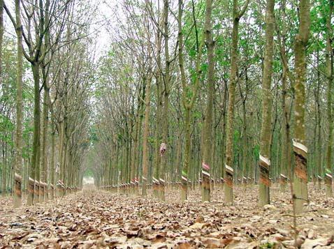 Tây Nguyên: Dân khóc ròng, quay lưng với ‘cây vàng trắng’ Tây Nguyên: Dân khóc ròng, quay lưng với ‘cây vàng trắng’