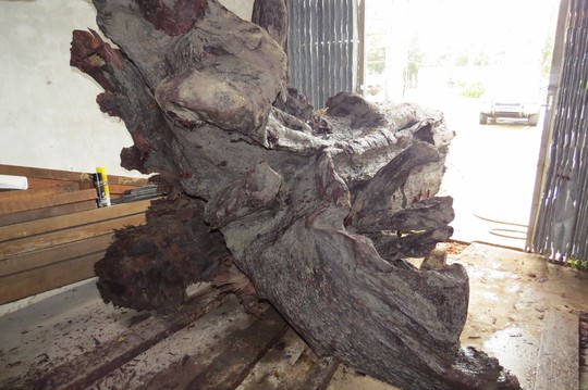 Giám định mẫu gỗ sưa tiền tỷ ở Quảng Bình