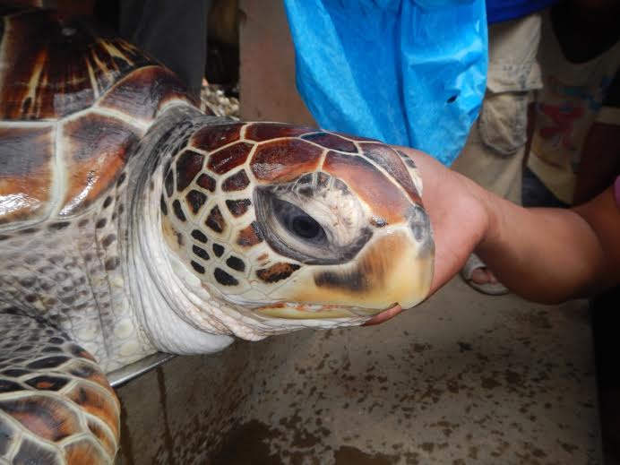 Ngư dân Huế thả cụ rùa quý về với đại dương