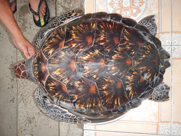 Ngư dân Huế thả cụ rùa quý về với đại dương