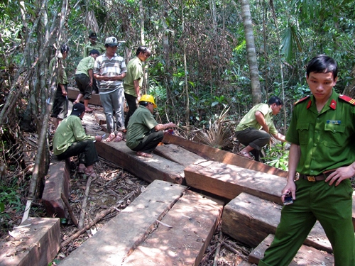 Tiếp tục phát hiện gỗ trái phép giấu trong rừng đặc dụng