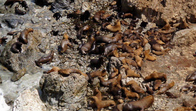 Hàng trăm sư tử biển chết một cách bí ẩn trên bãi biển