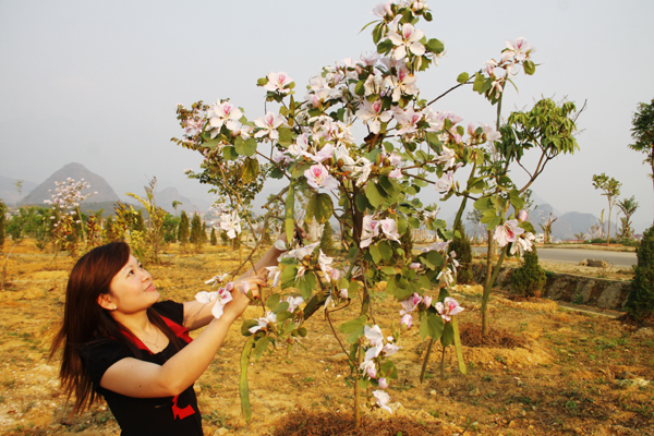 Chùm ảnh: Rực rỡ mùa hoa ban Chùm ảnh: Rực rỡ mùa hoa ban