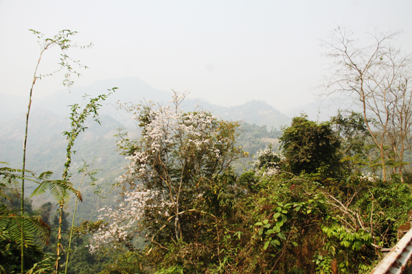 Chùm ảnh: Rực rỡ mùa hoa ban Chùm ảnh: Rực rỡ mùa hoa ban