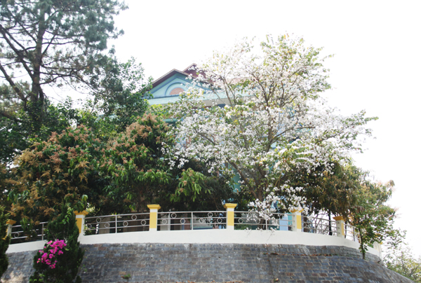 Chùm ảnh: Rực rỡ mùa hoa ban Chùm ảnh: Rực rỡ mùa hoa ban