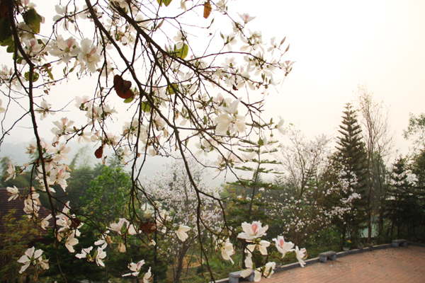 Chùm ảnh: Rực rỡ mùa hoa ban Chùm ảnh: Rực rỡ mùa hoa ban