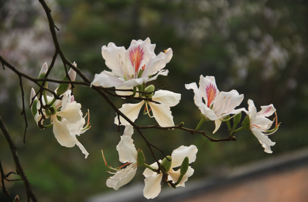 Chùm ảnh: Rực rỡ mùa hoa ban Chùm ảnh: Rực rỡ mùa hoa ban