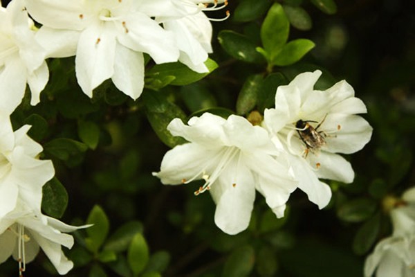 Bộ tộc có cách săn mật ong nguy hiểm nhất thế giới