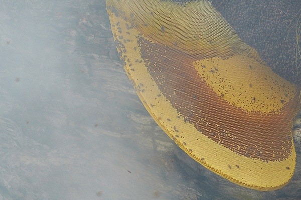 Bộ tộc có cách săn mật ong nguy hiểm nhất thế giới