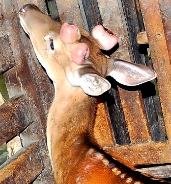 Hà Tĩnh: Kỳ lạ chú hươu sao mọc 3 cành nhung