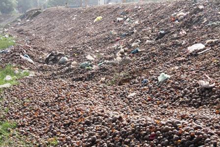 Thêm kiểu thu mua quái đản của thương lái Trung Quốc