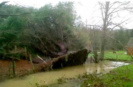 Bí ẩn cây linh sam tự hồi sinh từ cõi chết