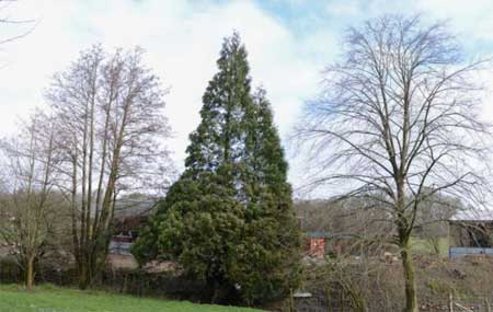 Bí ẩn cây linh sam tự hồi sinh từ cõi chết