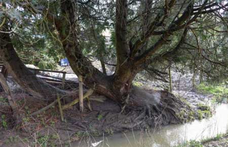 Bí ẩn cây linh sam tự hồi sinh từ cõi chết