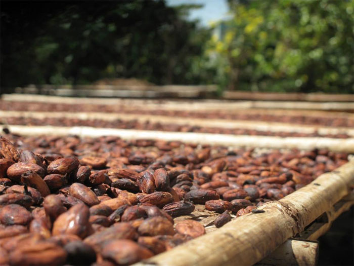 Cận cảnh quy trình sản xuất Chocolate Việt nổi tiếng thế giới 