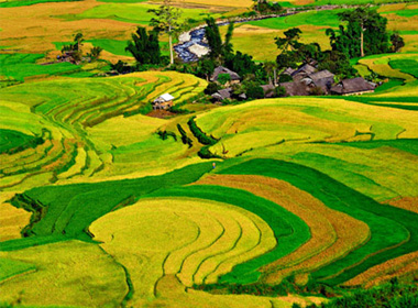 Những cánh đồng đẹp mê hồn ở miền Bắc