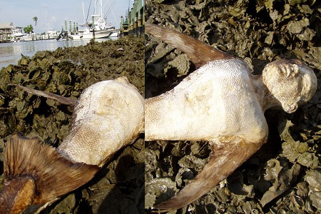 Thực hư quái vật người cá được rao bán giá cả nghìn USD Thực hư quái vật người cá được rao bán giá cả nghìn USD