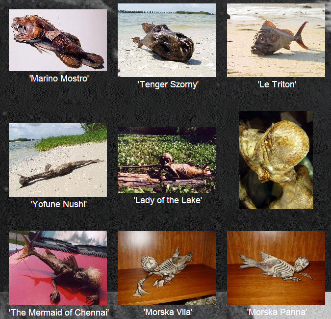 Thực hư quái vật người cá được rao bán giá cả nghìn USD Thực hư quái vật người cá được rao bán giá cả nghìn USD