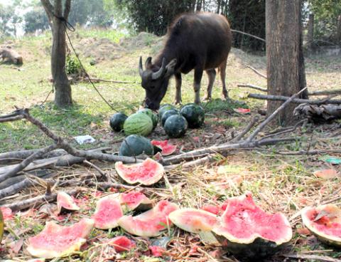 Sốc với tấm ảnh người đàn ông bật khóc