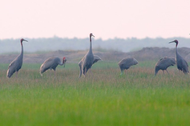 Phát hiện sếu đầu đỏ về Vườn quốc gia Lò Gò - Xa Mát