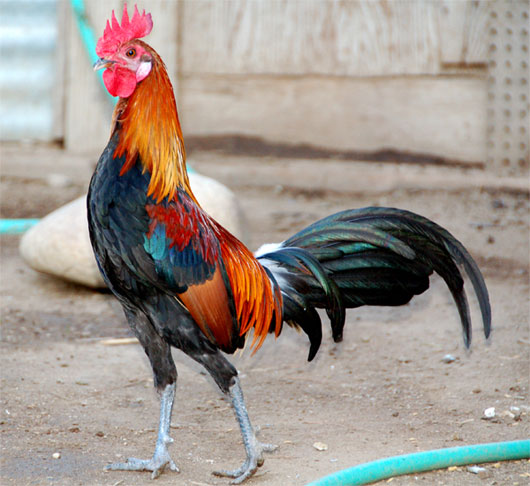 Chuyện ấy gây sốc của động vật giống đực