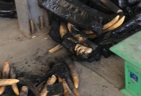 Bắt giữ hơn 1 tấn ngà voi ngụy trang trong than củi Bắt giữ hơn 1 tấn ngà voi ngụy trang trong than củi