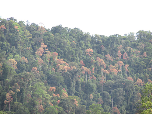 Quảng Nam: Dân phá rừng để lấy hạt ươi