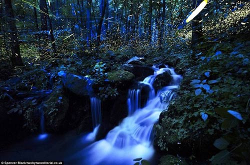 Lạc giữa khu rừng đom đóm tuyệt đẹp ở Mỹ