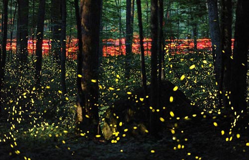 Lạc giữa khu rừng đom đóm tuyệt đẹp ở Mỹ