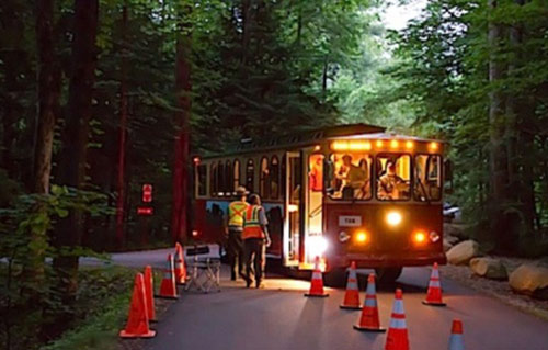 Lạc giữa khu rừng đom đóm tuyệt đẹp ở Mỹ