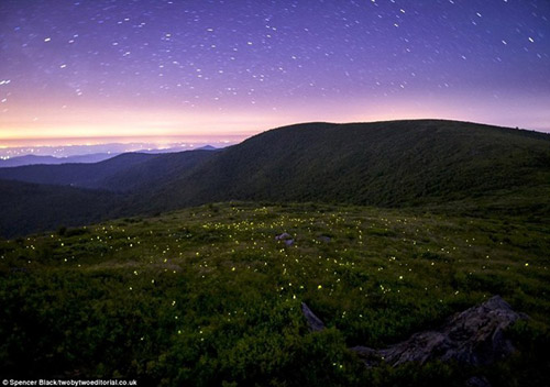 Lạc giữa khu rừng đom đóm tuyệt đẹp ở Mỹ