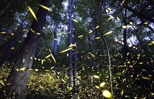 Lạc giữa khu rừng đom đóm tuyệt đẹp ở Mỹ