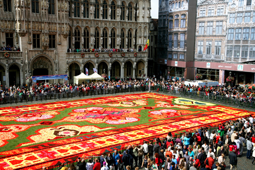 Thảm hoa lộng lẫy dệt từ 750.000 bông thu hải đường