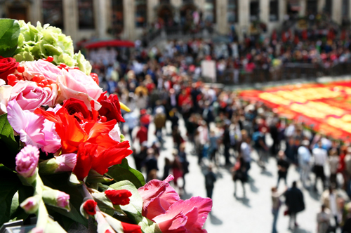 Thảm hoa lộng lẫy dệt từ 750.000 bông thu hải đường