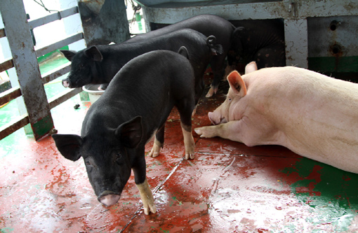 Ký ức Hoàng Sa - Bài 4: Anh nuôi không “danh”