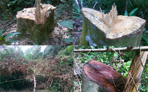 Rừng bị 'giết' trước mắt kiểm lâm