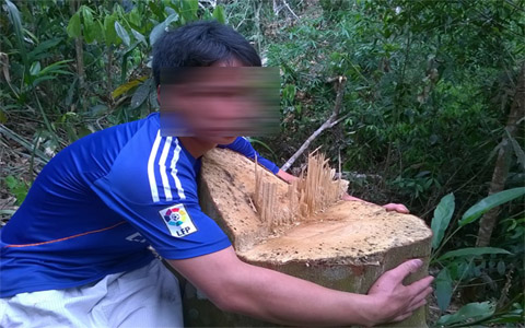 Rừng bị 'giết' trước mắt kiểm lâm