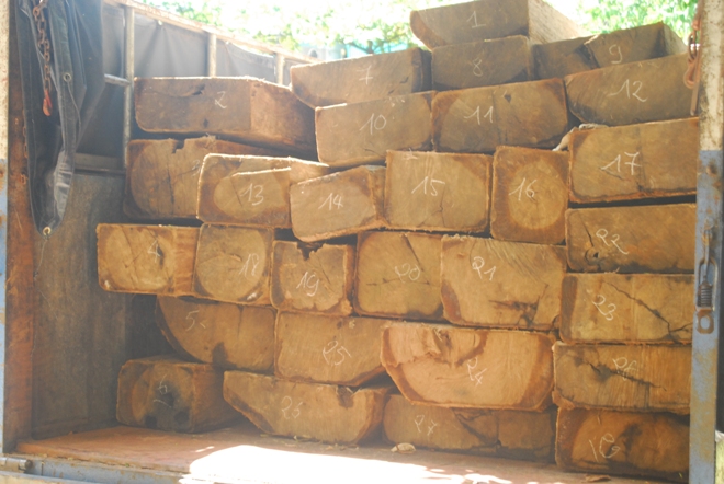 Liên tiếp bắt giữ 3 vụ gỗ lậu tại Thừa Thiên - Huế