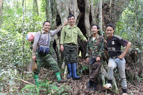 Phát hiện quần thể Sồi ba cạnh quý hiếm tại Khu BTTN Nam Nung